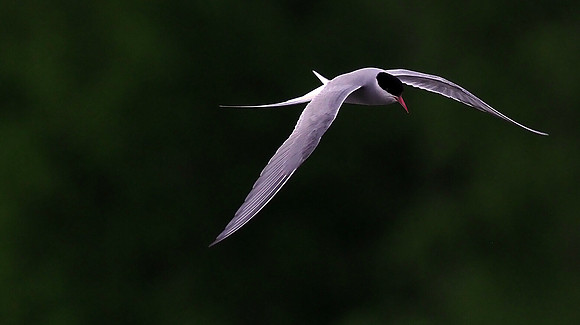 Arctic Tern, in flight