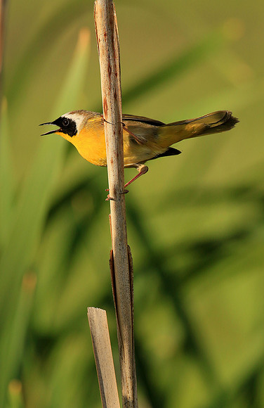 Common Yellowthroat