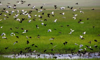 Flocking, Tanzania