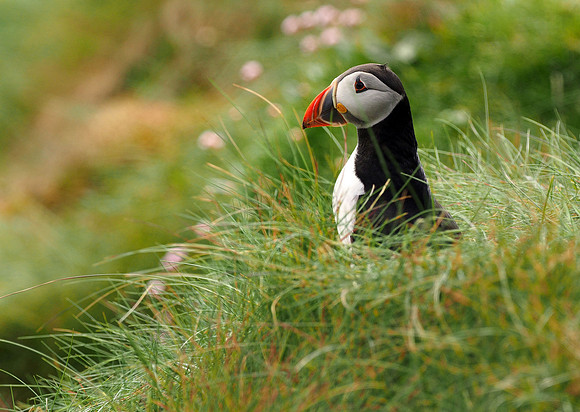 Atlantic Puffin, resting in the grass.