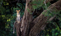 Leopard Tree, Tanzania