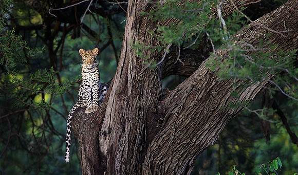 Leopard Tree, Tanzania