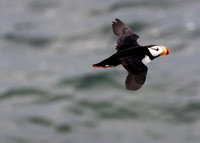Horned Puffin, in flight