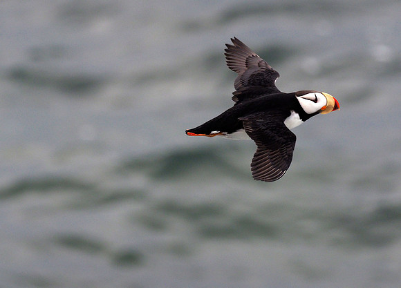 Horned Puffin, in flight