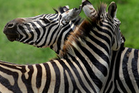 Two Zebra, Kenya