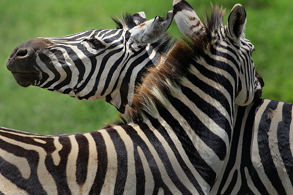 Two Zebra, Kenya
