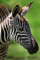 Zebra, Kenya