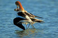 American Avocet mating pair