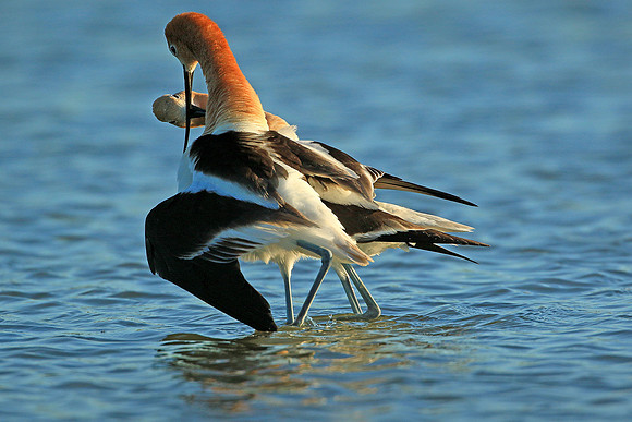American Avocet mating pair