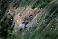 Lioness, Tanzania
