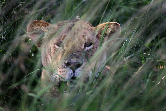 Lioness, Tanzania