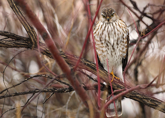Sharp-shinned Hawk