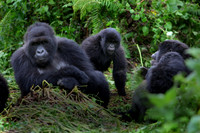 Gorilla Family,Rwanda