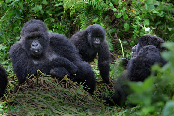 Gorilla Family,Rwanda