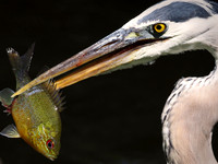 Great Blue Heron, with catch