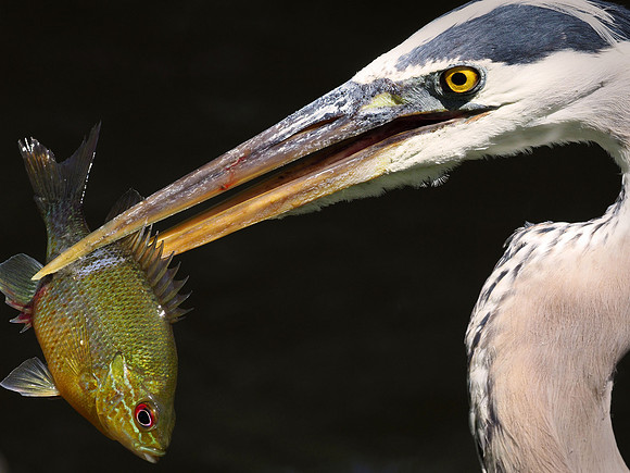Great Blue Heron, with catch