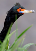 Red-faced Cormorant