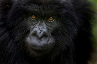 Gorilla 2, Rwanda
