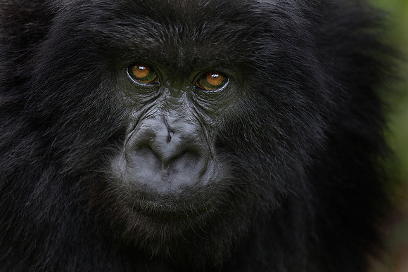 Gorilla 2, Rwanda