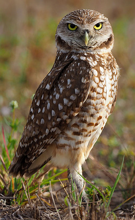 Burrowing Owl, on alert