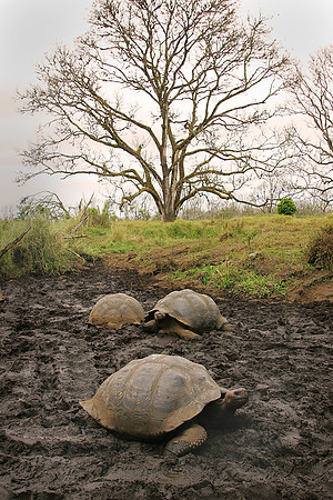 Tortoise Resort & Spa