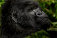 Silver Back Gorilla, Rwanda