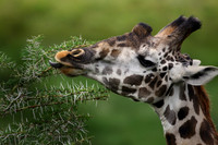 Giraffe Feeding, Tanzania