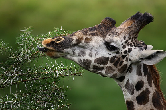 Giraffe Feeding, Tanzania