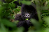 Gorilla 1, Rwanda