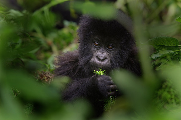Gorilla 1, Rwanda