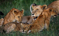 Lion Pride, Kenya