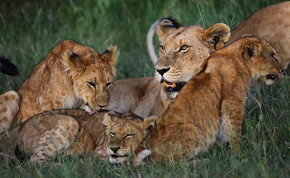 Lion Pride, Kenya