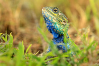 Blue Agama, Tanzania
