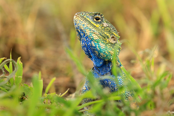 Blue Agama, Tanzania