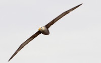 Waved Albatros in Flight