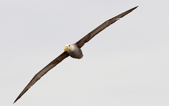 Waved Albatros in Flight