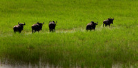 Wildebeest, on the move, Tanzania