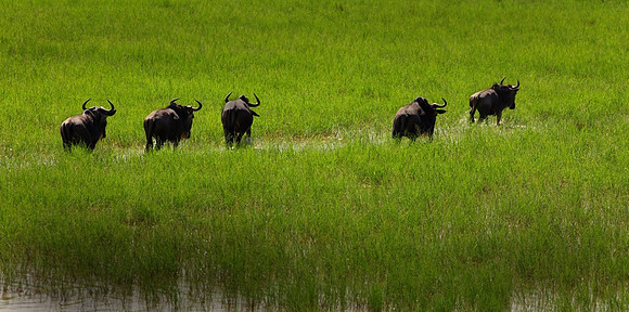 Wildebeest, on the move, Tanzania