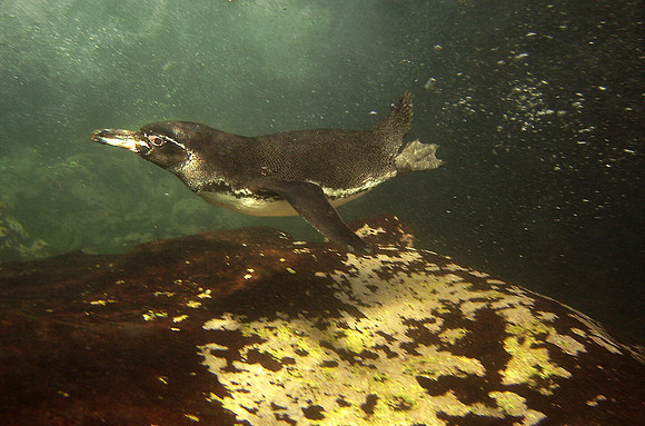 Swimming Galapagos Penguin