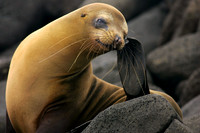 Golden Sealion