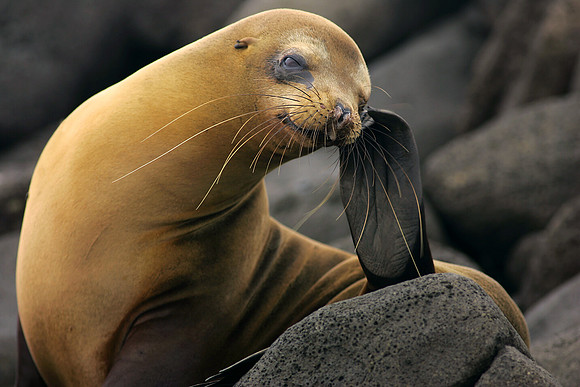 Golden Sealion