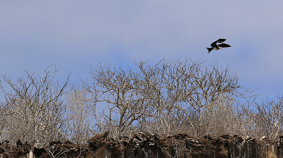Frigate Bird Aloft
