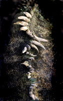 Marine Iguana Ridge