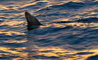 Sealion Sunset