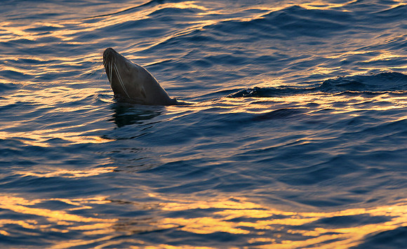Sealion Sunset