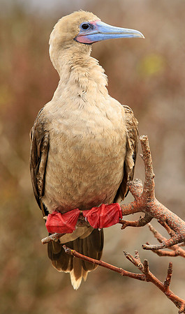 Red-footed Booby