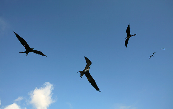 Frigates Overhead