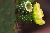 Opuntia Cactus Bloom
