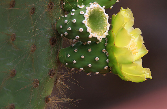 Opuntia Cactus Bloom