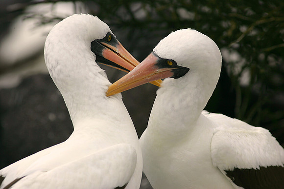 Masked Booby, Courtship